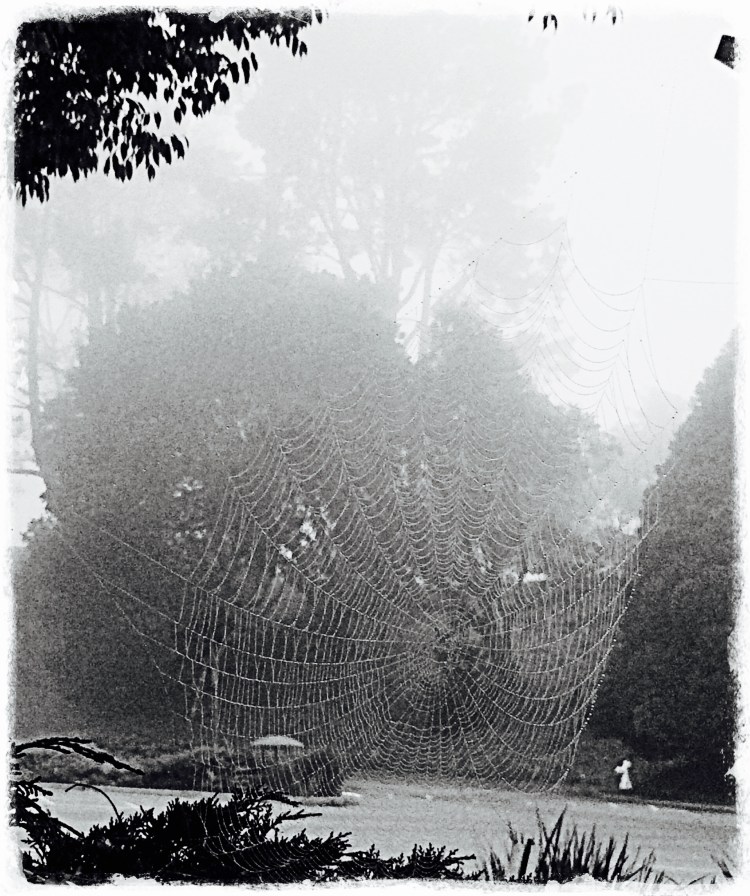 Web and fog