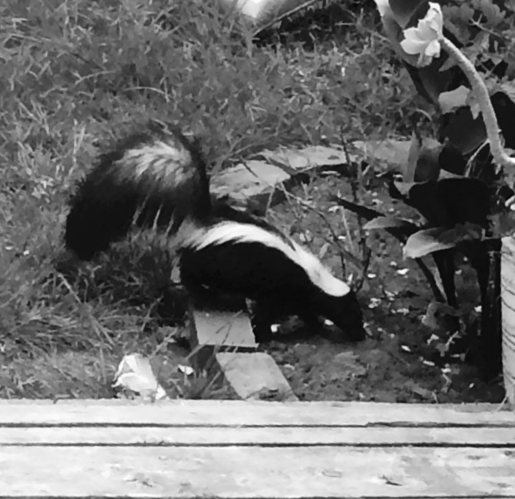 3-skunk just ate the cat's food