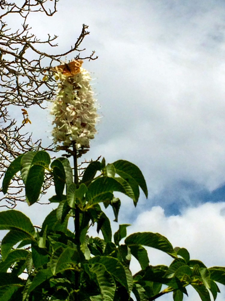 Odd volunteer flower-Butterfly Bush?