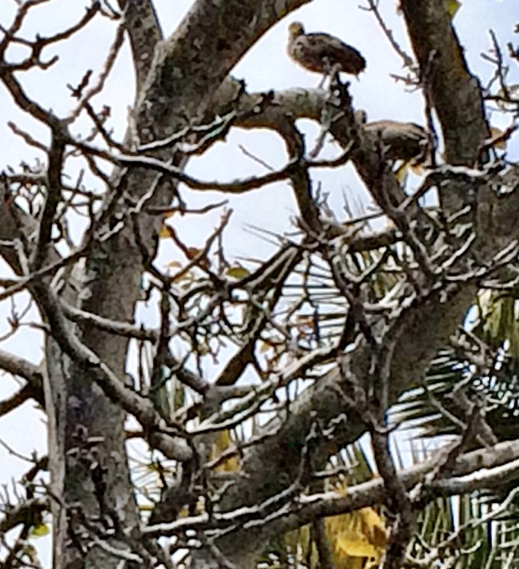 Baby turkey in rt. corner