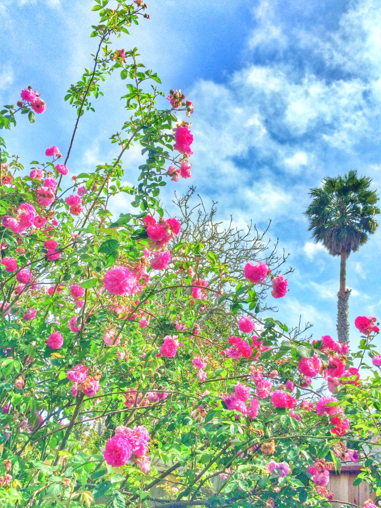Roses reaching for the clouds