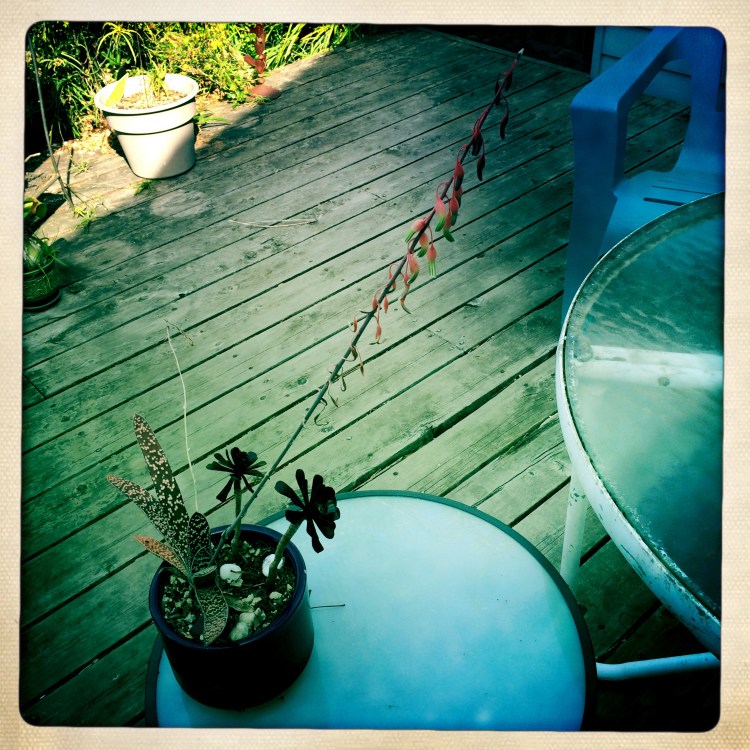 4-Hipstamatic "close-up"