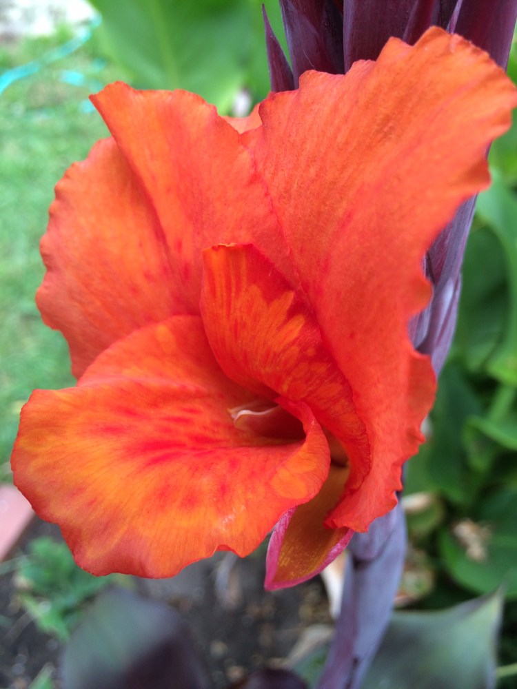 Canna Native Camera