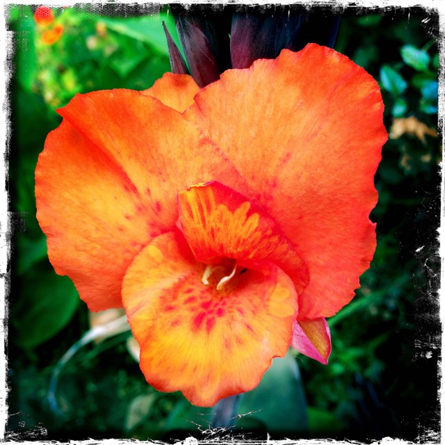 Same Canna Shot with Hipstamatic