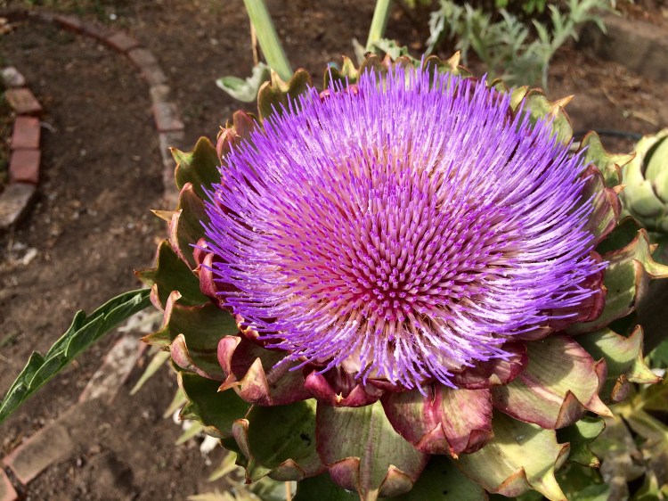 Artichoke flower
