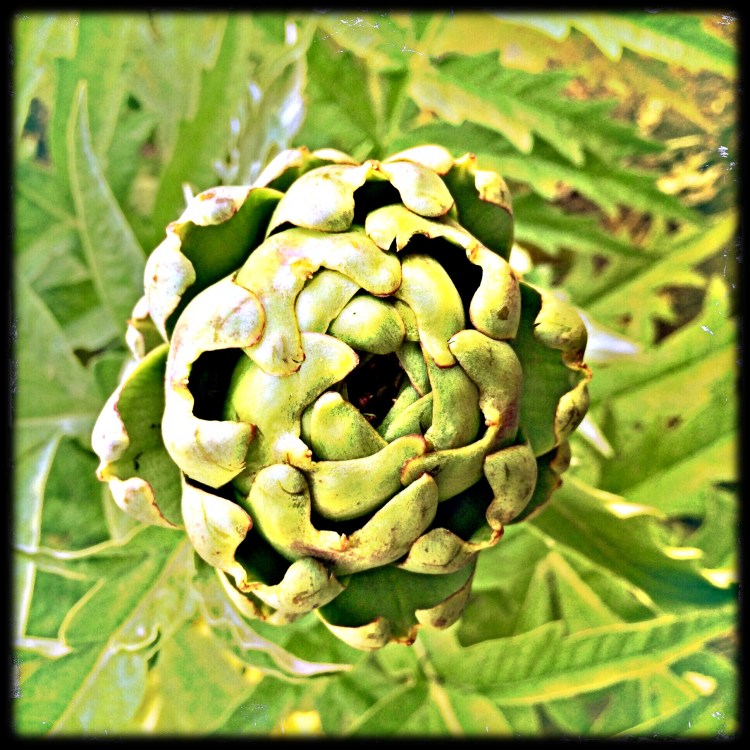 Ripe Artichoke 