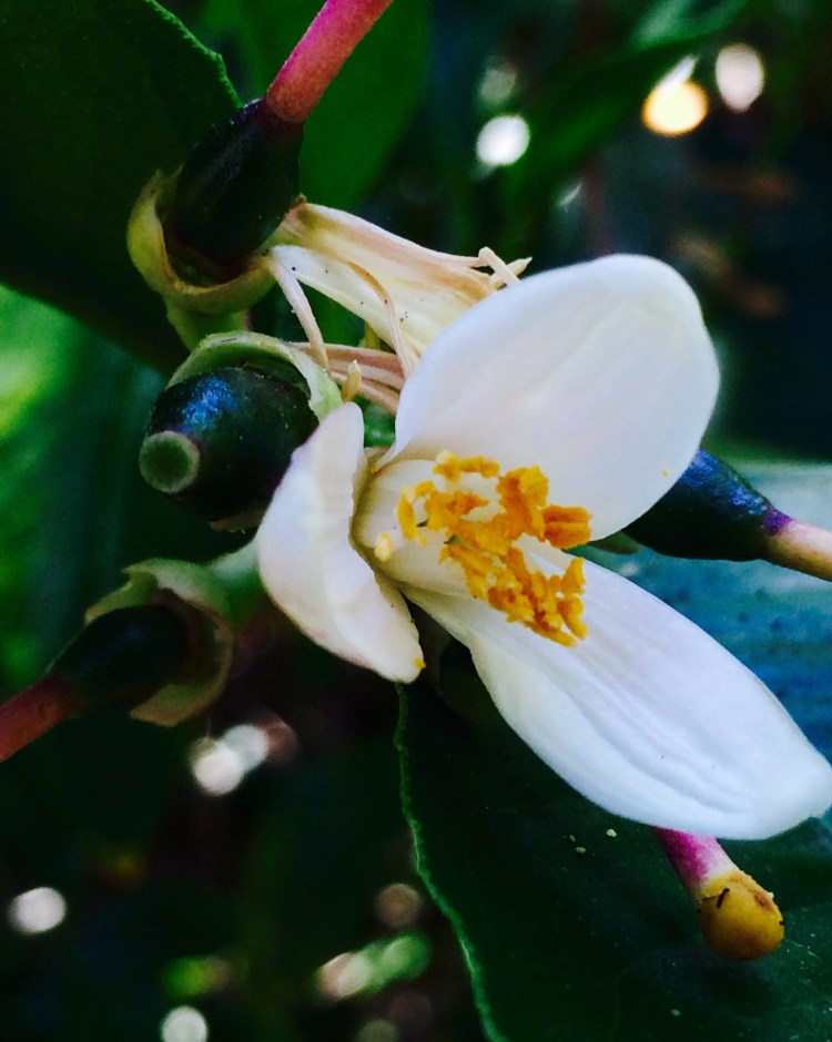 Meyers Lemon Blossom