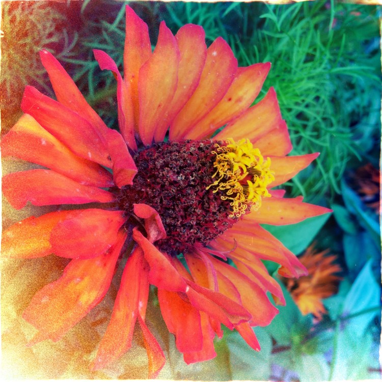 Foxy Lens and Dixie Film