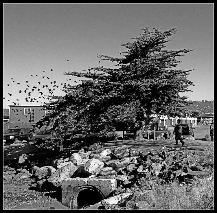 Where Strawberry Creek enters the Bay