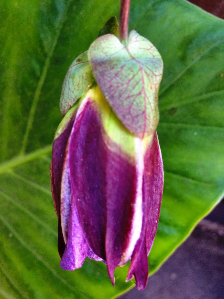 Passion Flower Bud