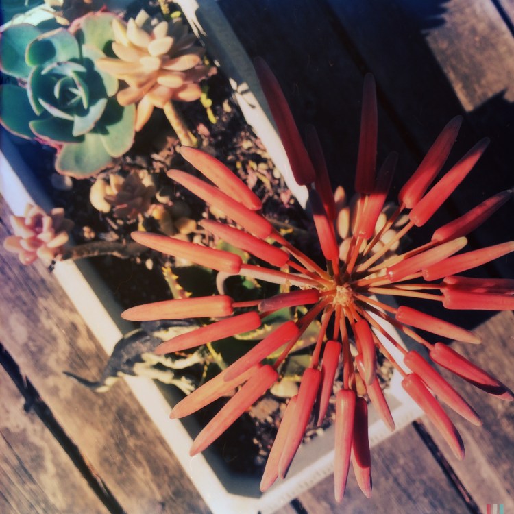 Succulent Carousel from another POV 