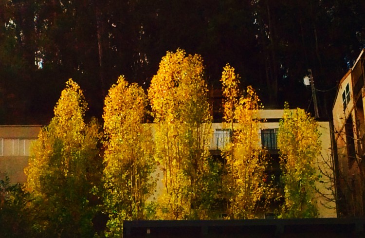Cottonwoods On Albany Hill