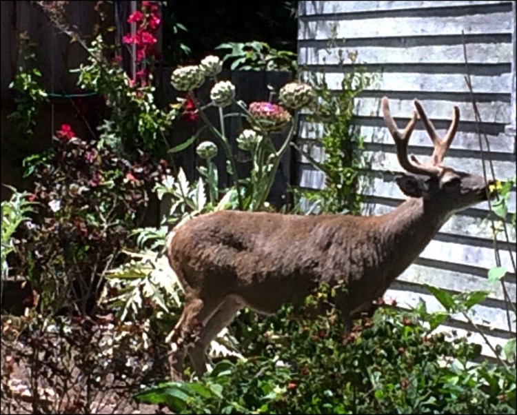 The Sunflower Taster