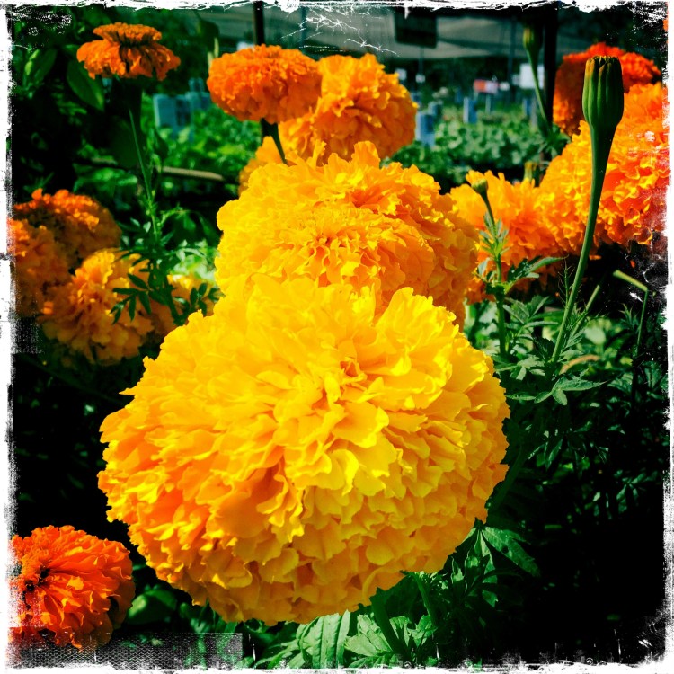 A Measure of Splendor