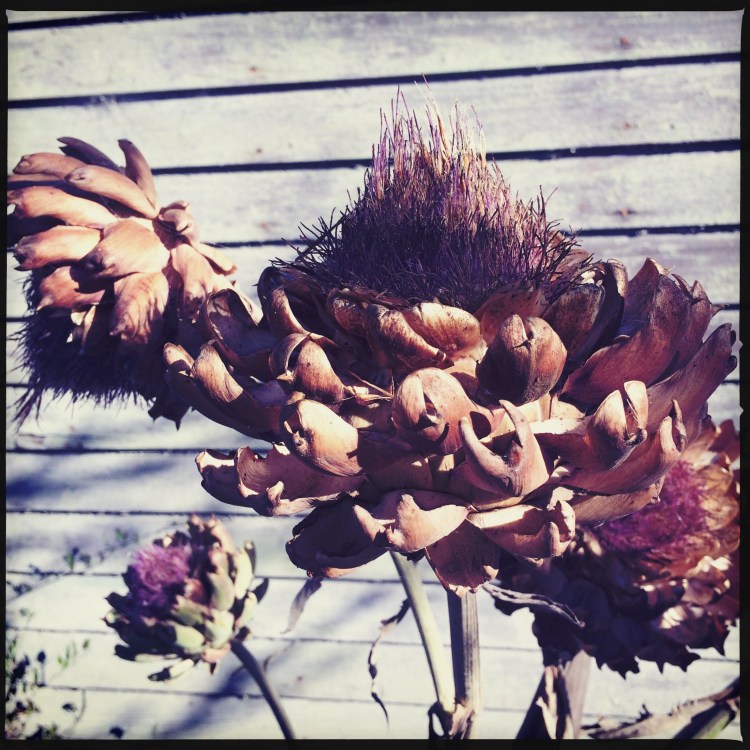 Artichokes