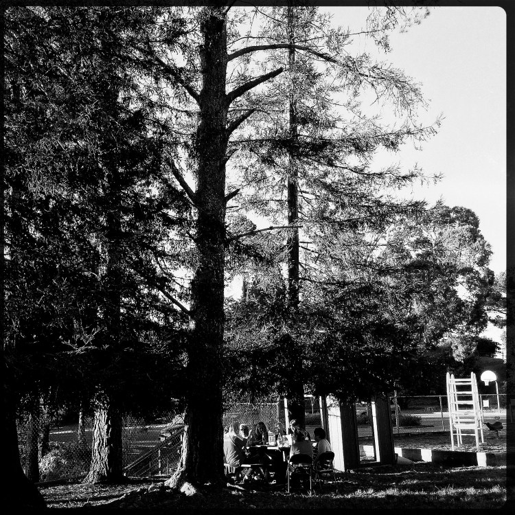 Picnic Under the Redwoods Hannah Lens