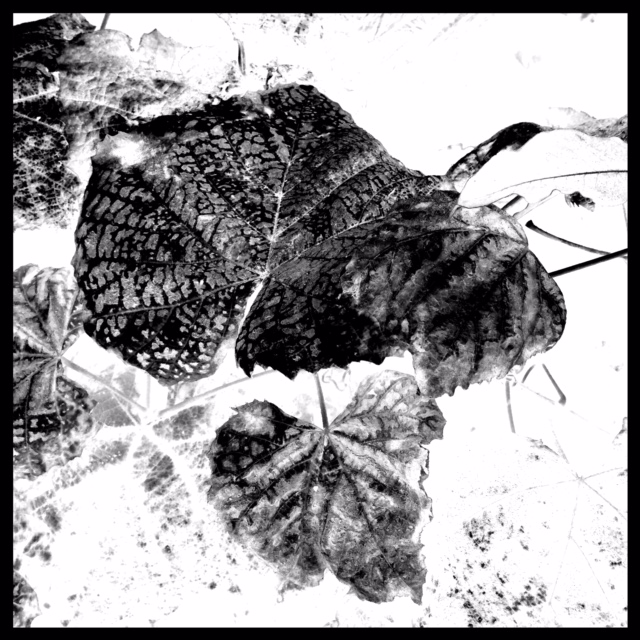 Negative of same leaf image from Photo studio App 
