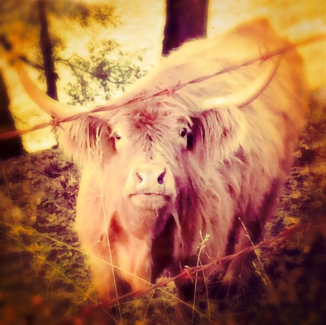 A Little Barbed wire can't come between us