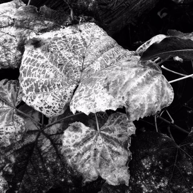 Grape Leaves Changing colors