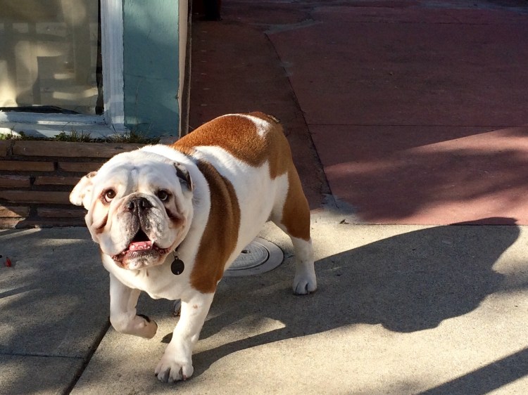 Mr. Bull Dog full image