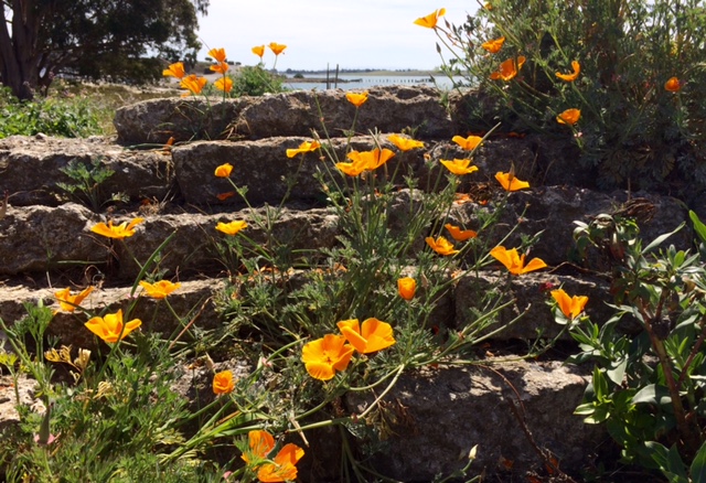 Poppies on the steps