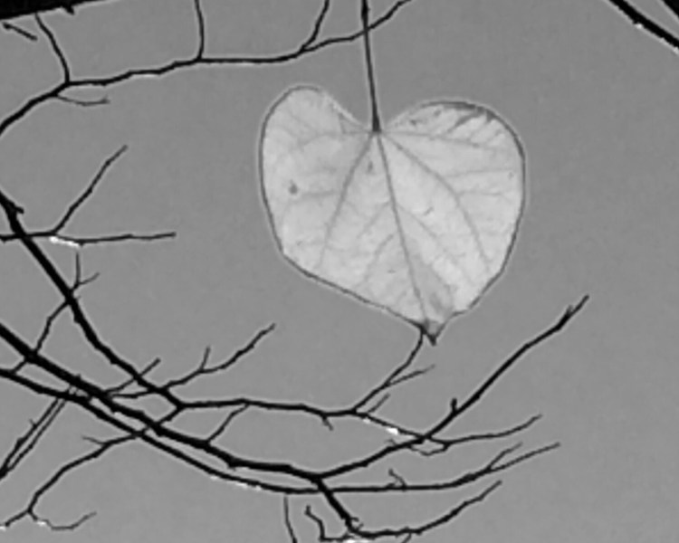 Last leaf on the tree