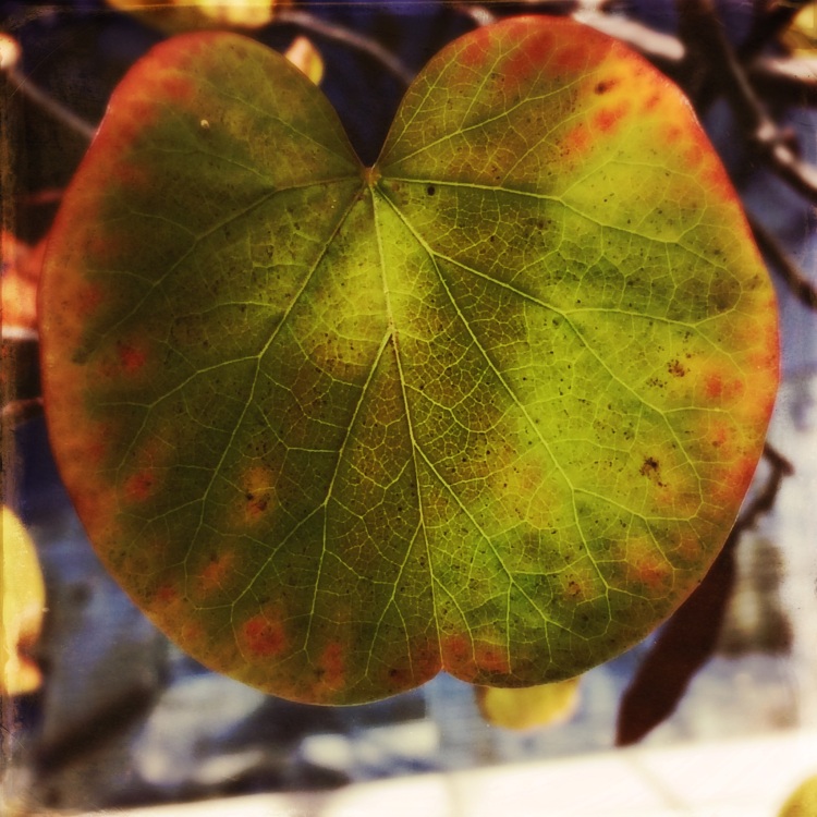 Redbud Leaf Hipstamatic Edit