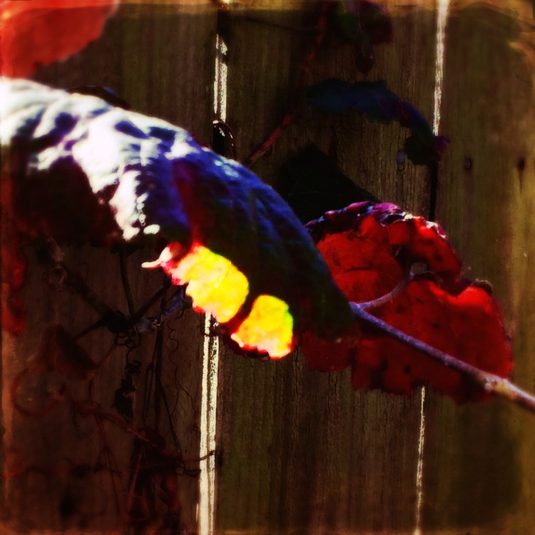 Grape leaf Hipstamatic edit