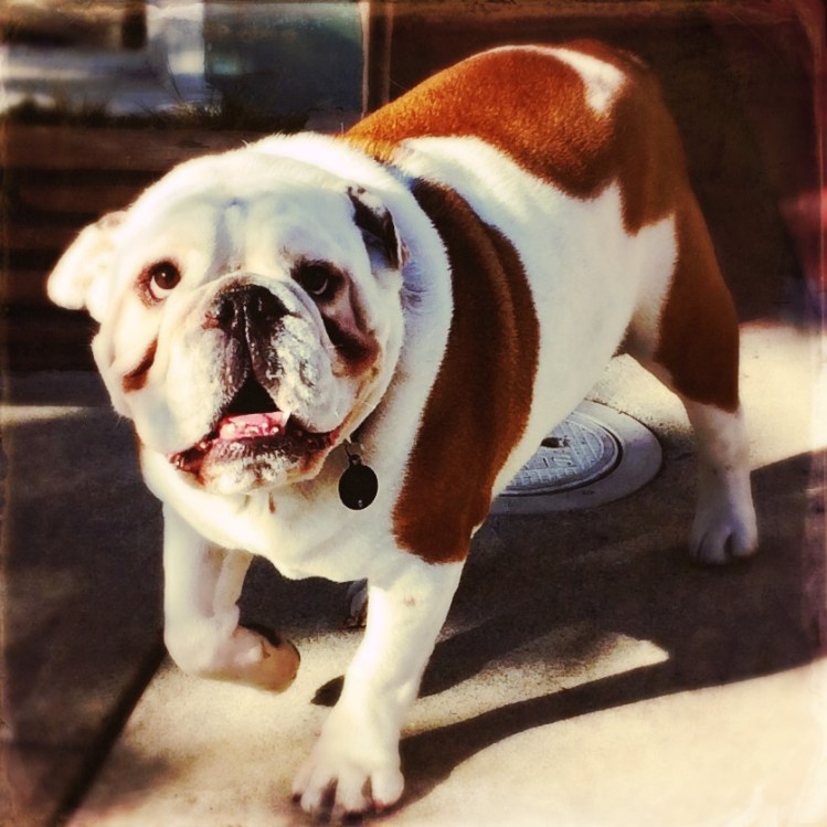 2-Mr. Bull Dog cropped Hispstamatic edit