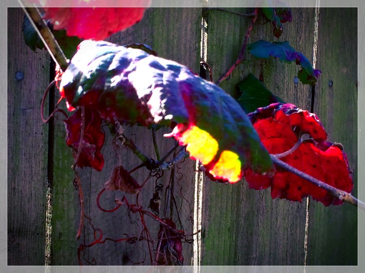 Gap tooth grape leave Phototoaster Dawn edit
