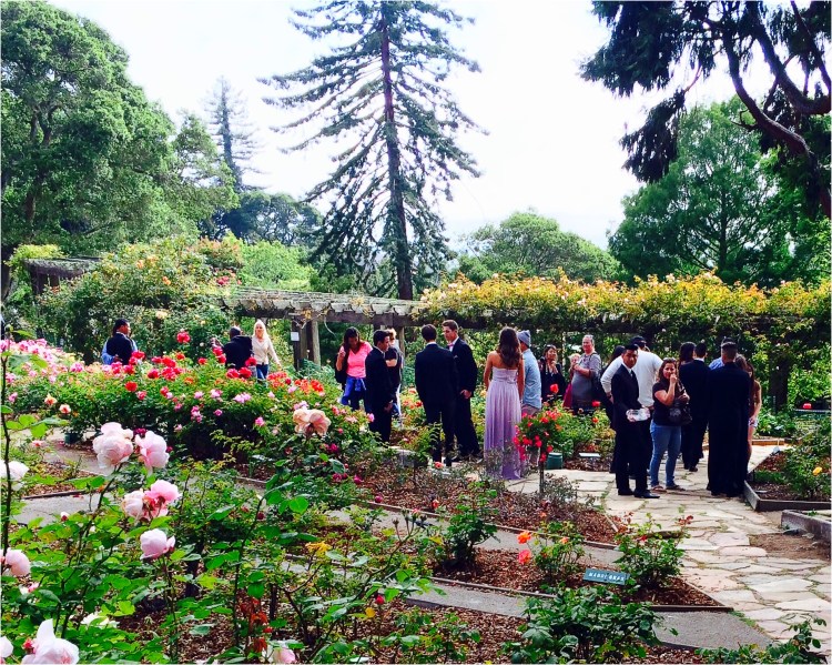 Gathering among the roses