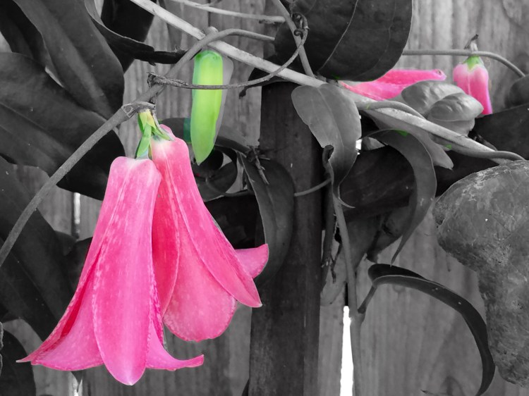 Lapigeria Bolivian Bell Flower