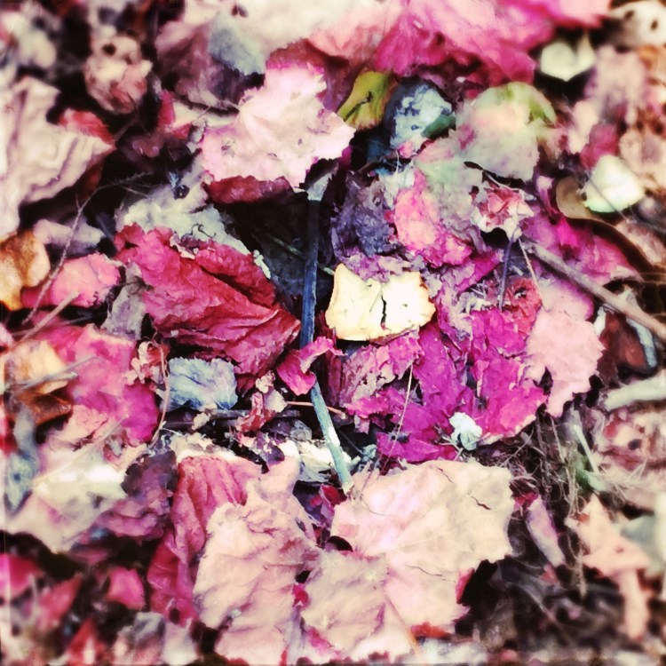 Leaf Pile 2 Anne-Marie Lense Mount Royal Film