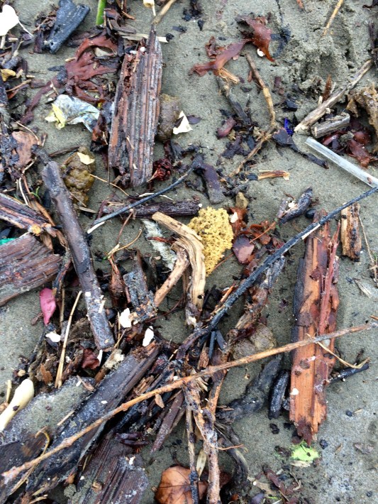 What the tide brought in