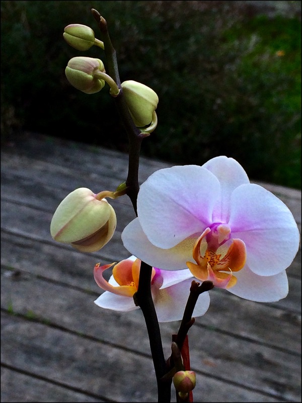 Orchid