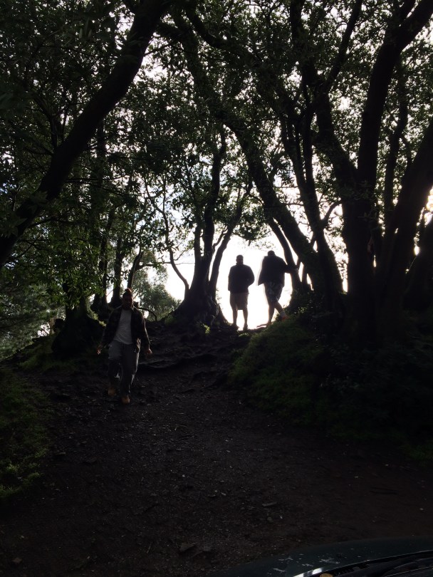 2-Under the Bay Trees