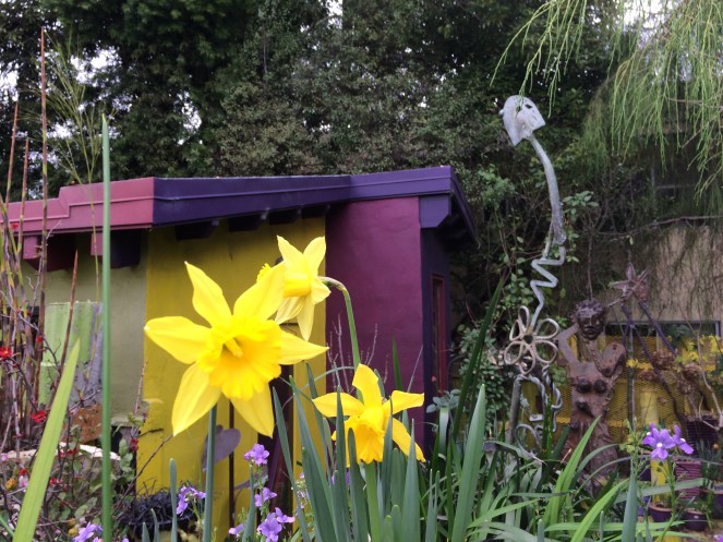 Daffodils are Blooming in January 