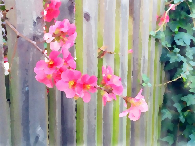 Quince Monet Moble Edit 1