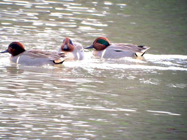 4-Bufflehead trio
