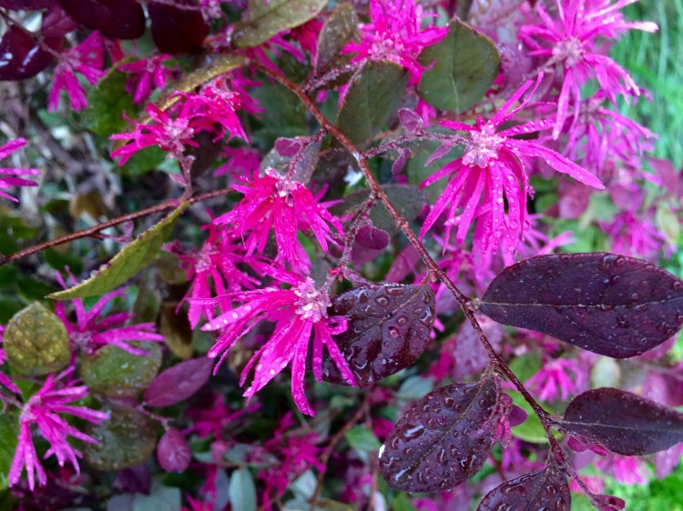Magenta Stars in the rain