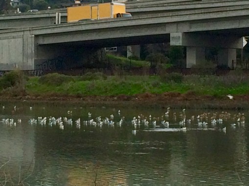 There are waterfowl out there