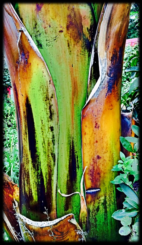 Banana Tree Trunk