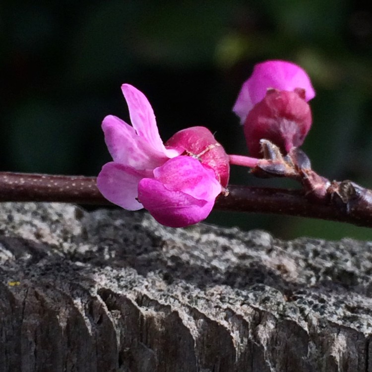 Red Bud Flowers