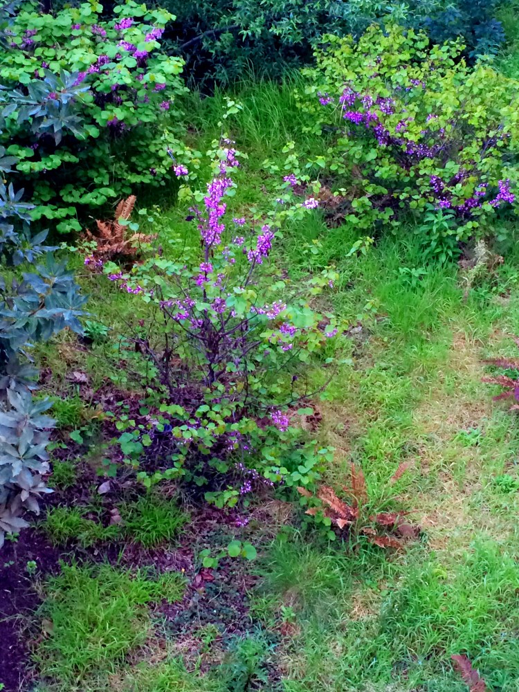 Mountain Meadow Medow