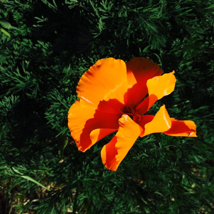 California Poppy