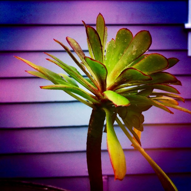 Succulent though Lucifer lens