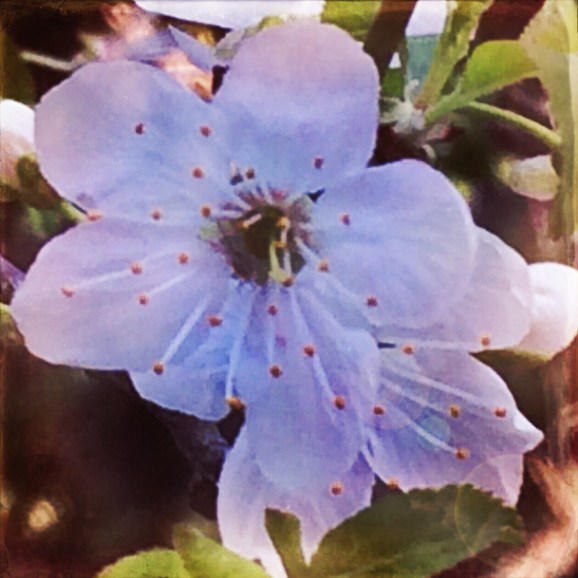 Plum Blossom Hipstamatic