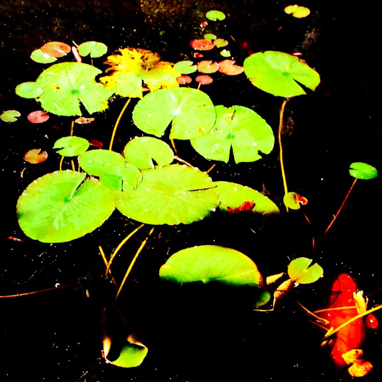 Not even the Lilly Pond