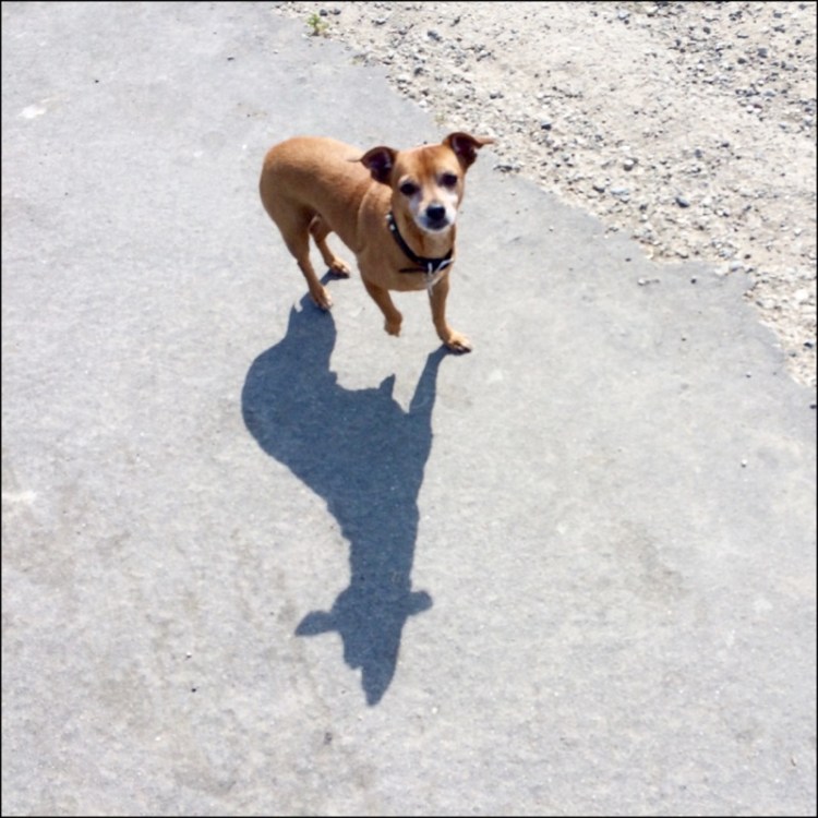 He thinks he's a Timberwolf