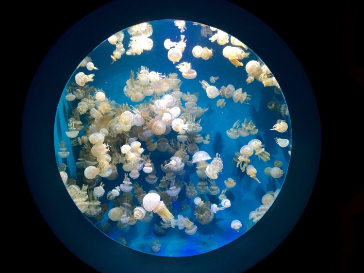Moon Jellies